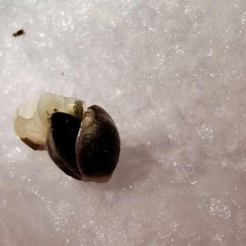 Blue Razzicle 🔵 growlog photo: Shell came off in napkin germination.  Planted in Coco and Perlite 