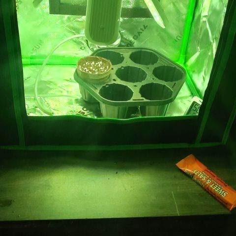 Blue Razzicle 🔵 growlog photo: Shell came off in napkin germination.  Planted in Coco and Perlite 