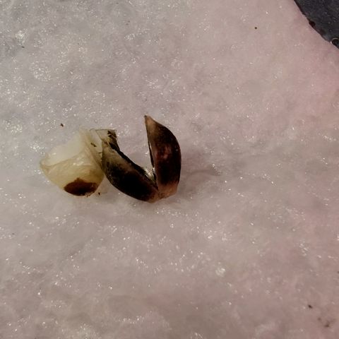 Blue Razzicle 🔵 growlog photo: Shell came off in napkin germination.  Planted in Coco and Perlite 