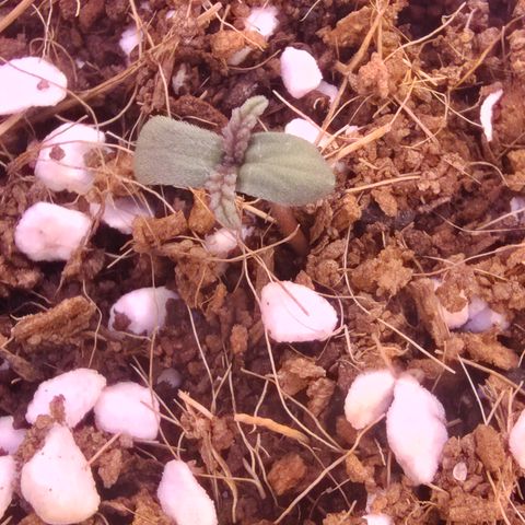 Blue Razzicle 🔵 growlog timeline photo
