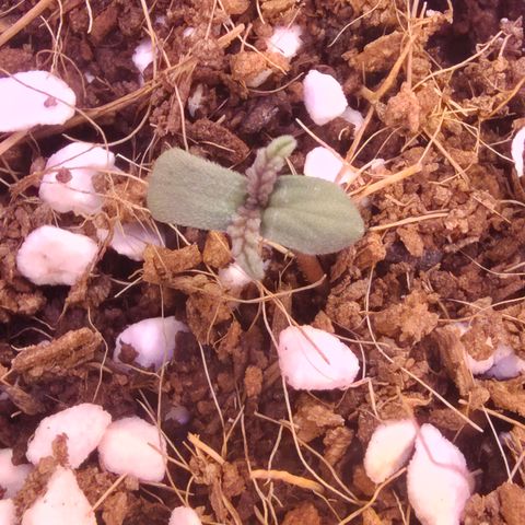 Blue Razzicle 🔵 growlog timeline photo