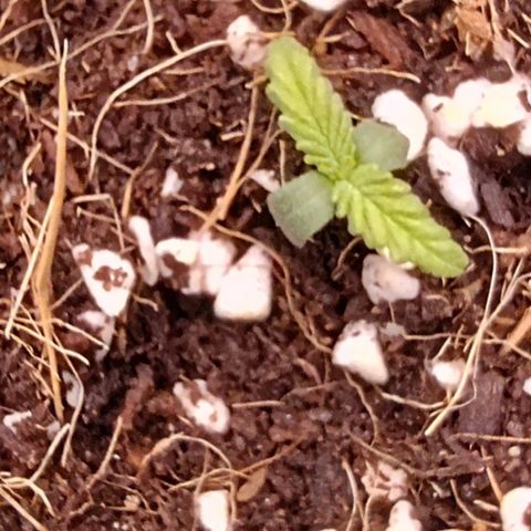 Blue Razzicle 🔵 growlog timeline photo