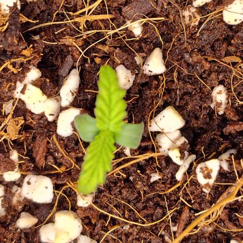 Blue Razzicle 🔵 growlog timeline photo