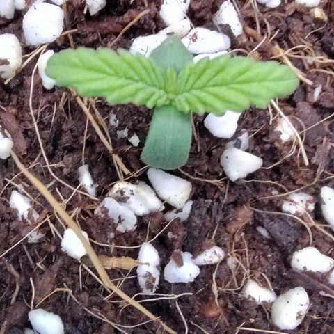 Blue Razzicle 🔵 growlog timeline photo