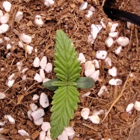 Blue Razzicle 🔵 growlog timeline photo