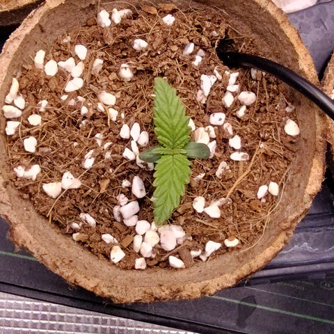 Blue Razzicle 🔵 growlog timeline photo