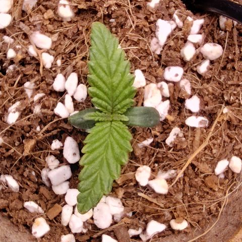 Blue Razzicle 🔵 growlog timeline photo