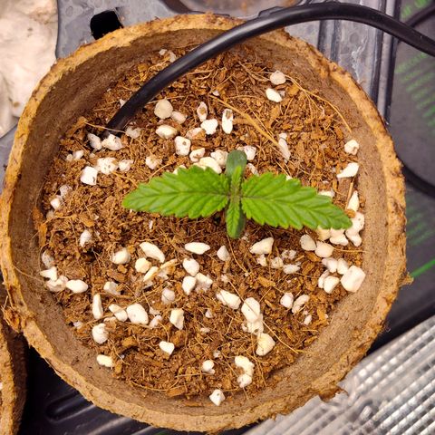 Blue Razzicle 🔵 growlog timeline photo