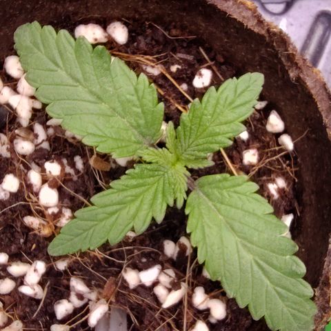 Blue Razzicle 🔵 growlog timeline photo