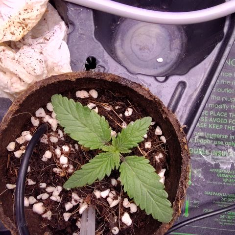 Blue Razzicle 🔵 growlog timeline photo