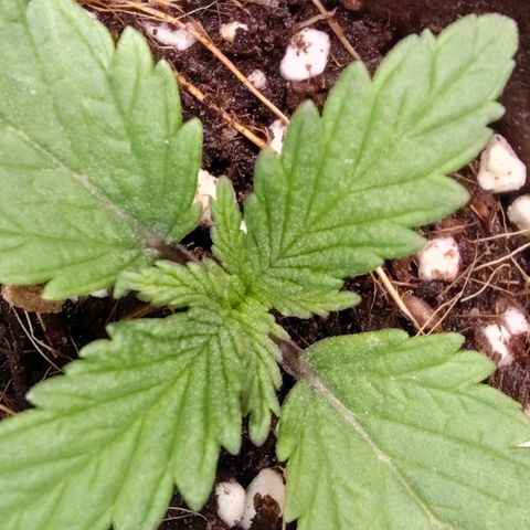 Blue Razzicle 🔵 growlog timeline photo