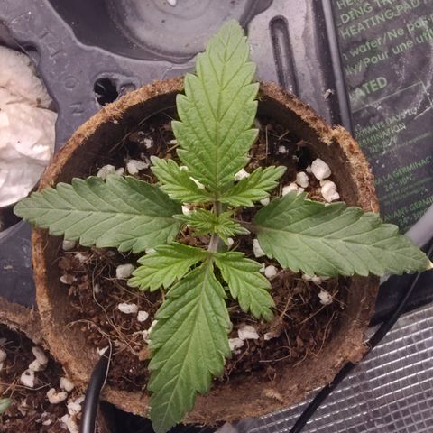 Blue Razzicle 🔵 growlog timeline photo