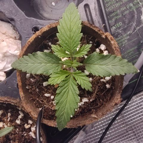 Blue Razzicle 🔵 growlog timeline photo