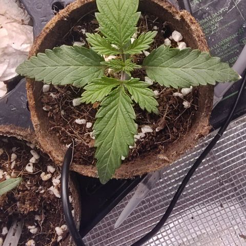 Blue Razzicle 🔵 growlog timeline photo