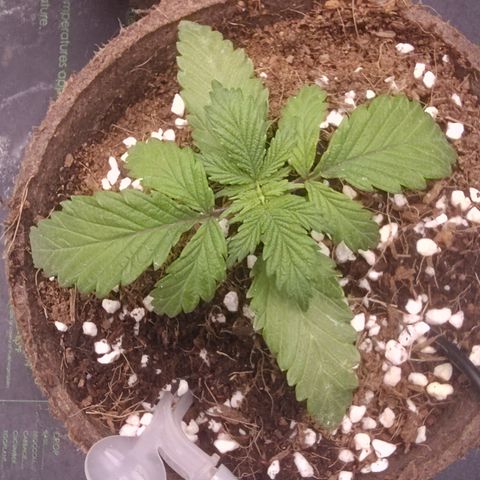 Blue Razzicle 🔵 growlog timeline photo
