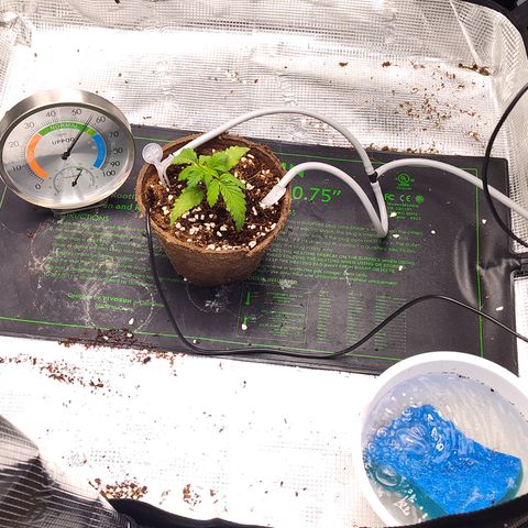 Blue Razzicle 🔵 growlog timeline photo