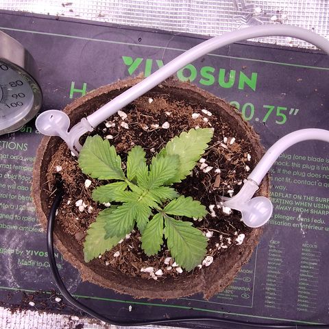 Blue Razzicle 🔵 growlog photo: Day 2 with just water. Waiting for plant to recover from the nuets burn. 