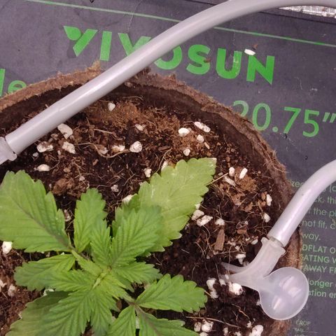 Blue Razzicle 🔵 growlog timeline photo