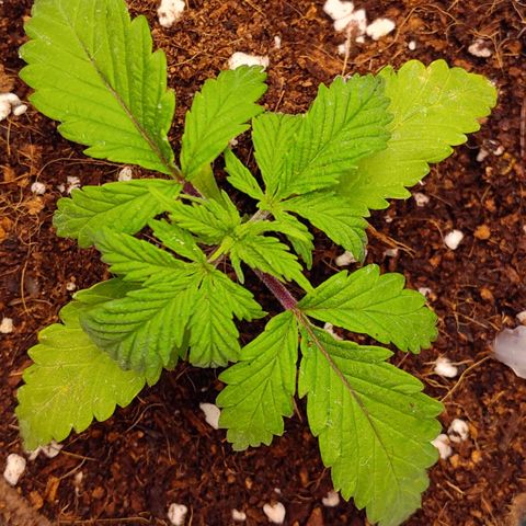 Blue Razzicle 🔵 growlog photo: Still recovering from nuets shock. I'm carefully monitoring the plant and adjusting water amounts as needed. Also gave a weak mist of silica gold. 