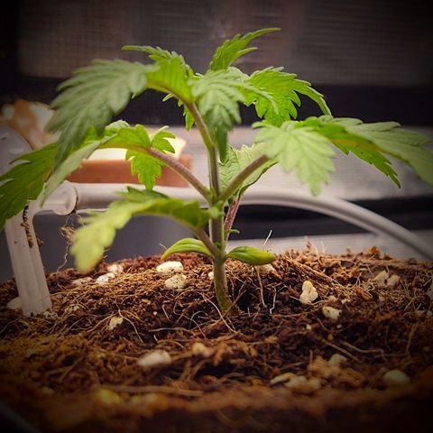 Blue Razzicle 🔵 growlog photo: Plant has bounced back from nuet burn. Looks a little over watered now with drooping leafs. Set auto water to 5 seconds every 8 hours. Will check in 24 hours. 