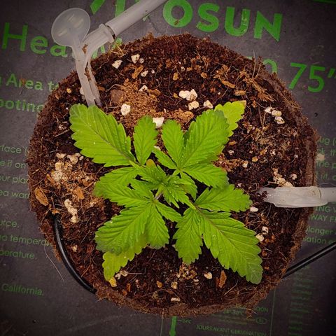 Blue Razzicle 🔵 growlog photo: Plant has bounced back from nuet burn. Looks a little over watered now with drooping leafs. Set auto water to 5 seconds every 8 hours. Will check in 24 hours. 