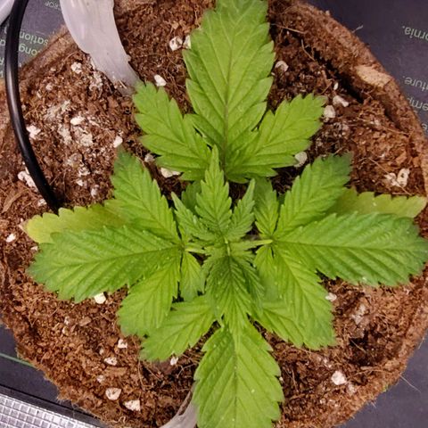 Blue Razzicle 🔵 growlog photo: Recovering well ❤️‍🩹