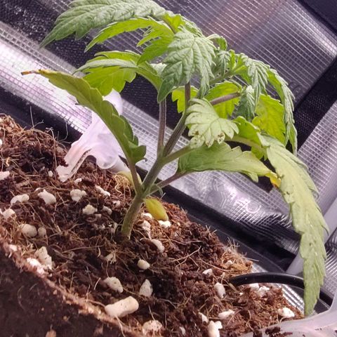 Blue Razzicle 🔵 growlog photo: Still not doing great.  Adjusted light to veg stage. 
