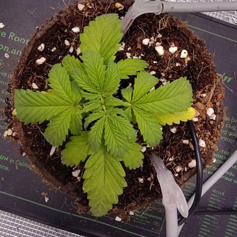 Blue Razzicle 🔵 growlog photo: Still not doing great.  Adjusted light to veg stage. 