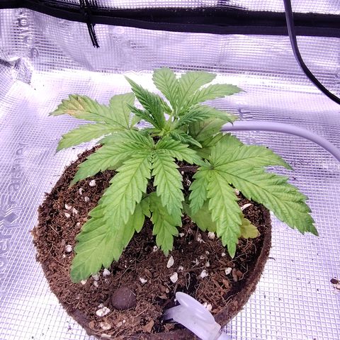 Blue Razzicle 🔵 growlog photo: Started to get nuets to low. Have started veg nuets and veg light 85%. Bouncing back nicely. 