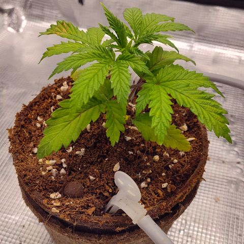 Blue Razzicle 🔵 growlog photo: Started to get nuets to low. Have started veg nuets and veg light 85%. Bouncing back nicely. 
