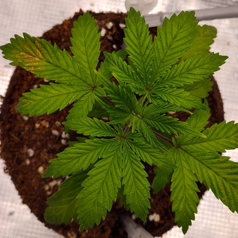 Blue Razzicle 🔵 growlog photo: Started to get nuets to low. Have started veg nuets and veg light 85%. Bouncing back nicely. 
