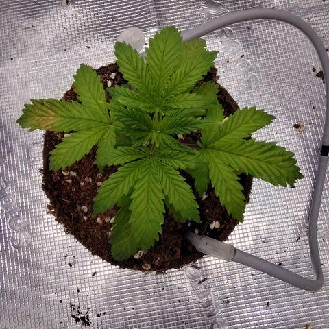 Blue Razzicle 🔵 growlog photo: Started to get nuets to low. Have started veg nuets and veg light 85%. Bouncing back nicely. 