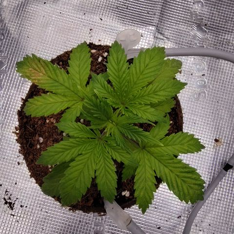 Blue Razzicle 🔵 growlog photo: Started to get nuets to low. Have started veg nuets and veg light 85%. Bouncing back nicely. 