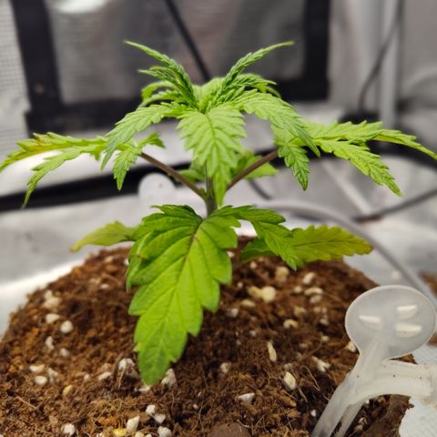 Blue Razzicle 🔵 growlog timeline photo