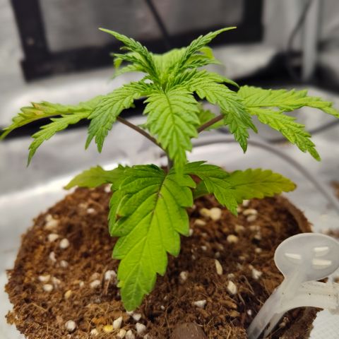 Blue Razzicle 🔵 growlog timeline photo