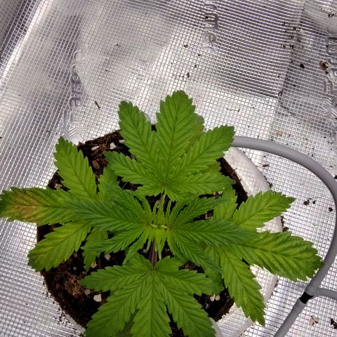 Blue Razzicle 🔵 growlog timeline photo