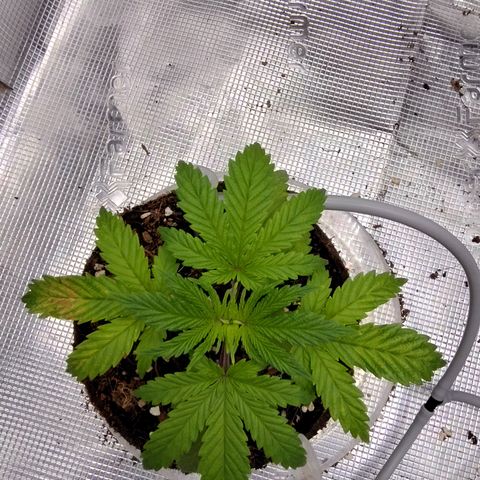 Blue Razzicle 🔵 growlog timeline photo
