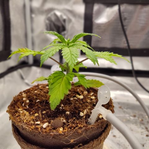 Blue Razzicle 🔵 growlog timeline photo