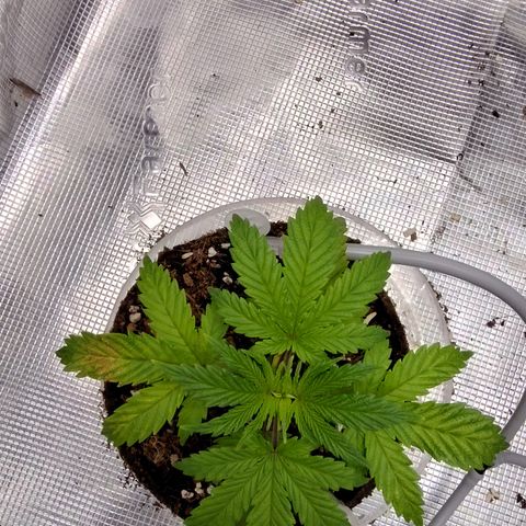 Blue Razzicle 🔵 growlog timeline photo