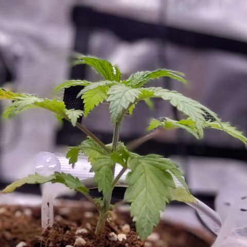 Blue Razzicle 🔵 growlog timeline photo
