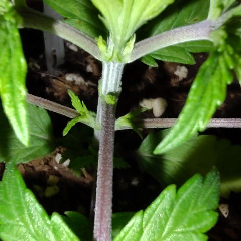 Blue Razzicle 🔵 growlog photo: Nuets seem to be correct now. Adjusted light up to 36inch. Reduced water to 14 hrs 5 sec. 8 was still to wet. 