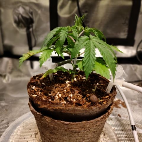 Blue Razzicle 🔵 growlog photo: Nuets seem to be correct now. Adjusted light up to 36inch. Reduced water to 14 hrs 5 sec. 8 was still to wet. 