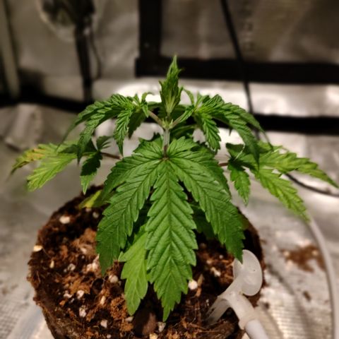 Blue Razzicle 🔵 growlog timeline photo