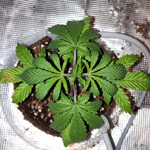 Blue Razzicle 🔵 growlog photo: Nuets seem to be correct now. Adjusted light up to 36inch. Reduced water to 14 hrs 5 sec. 8 was still to wet. 