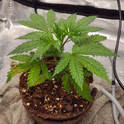 Blue Razzicle 🔵 growlog timeline photo
