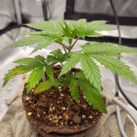 Blue Razzicle 🔵 growlog timeline photo