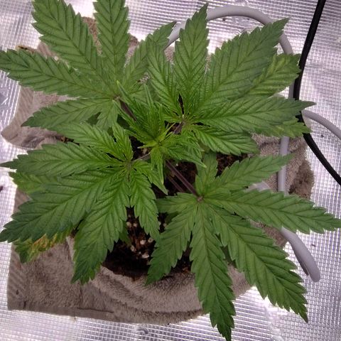 Blue Razzicle 🔵 growlog timeline photo