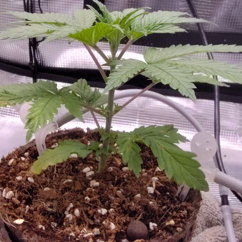 Blue Razzicle 🔵 growlog timeline photo