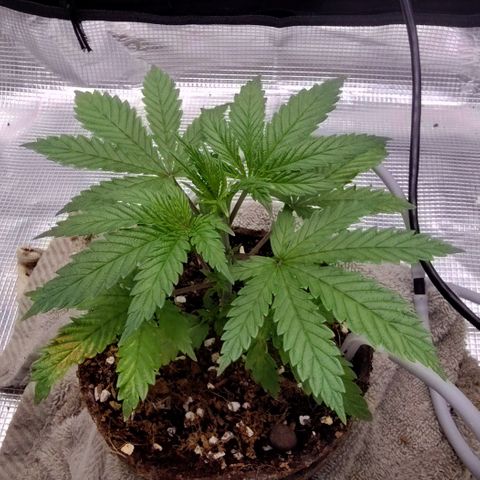 Blue Razzicle 🔵 growlog timeline photo