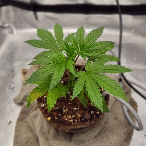 Blue Razzicle 🔵 growlog timeline photo